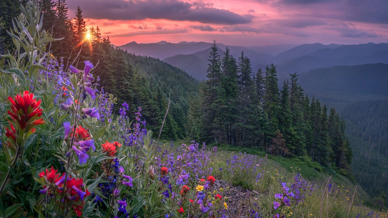 Обои цветы, горы, лес, закат, flowers, mountains, forest, sunset разрешение 2400x1920 Загрузить
