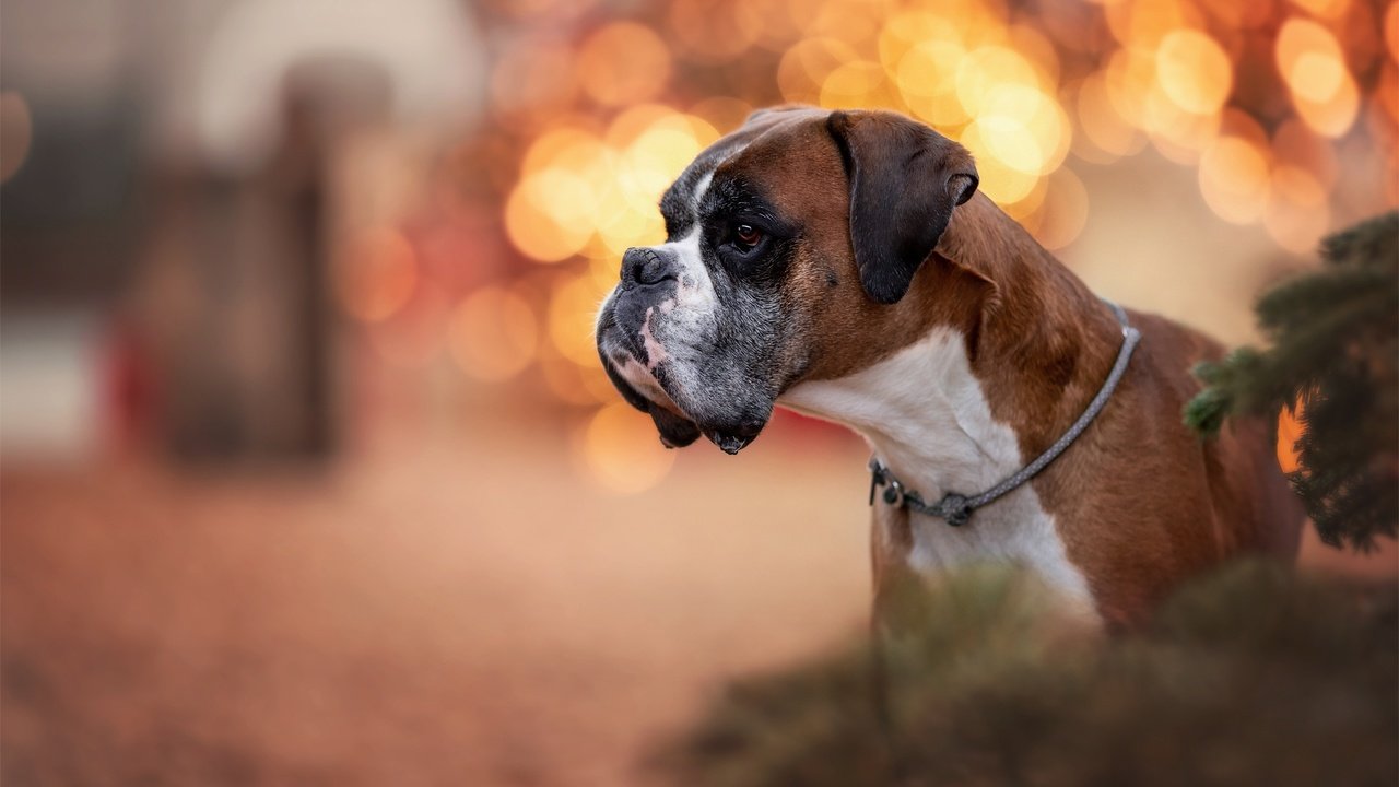 Обои морда, портрет, собака, блики, профиль, боксер, face, portrait, dog, glare, profile, boxer разрешение 2048x1365 Загрузить