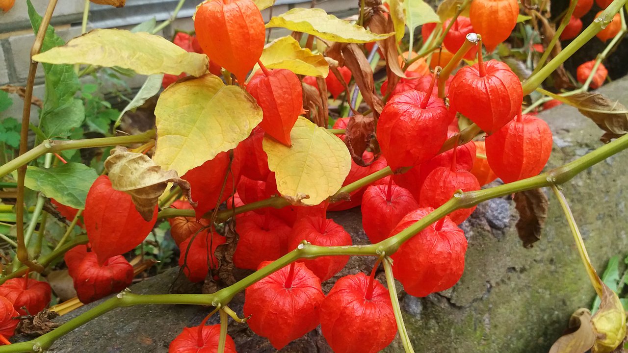 Обои физалис, физалис ветка красный, physalis, physalis branch red разрешение 3640x2190 Загрузить