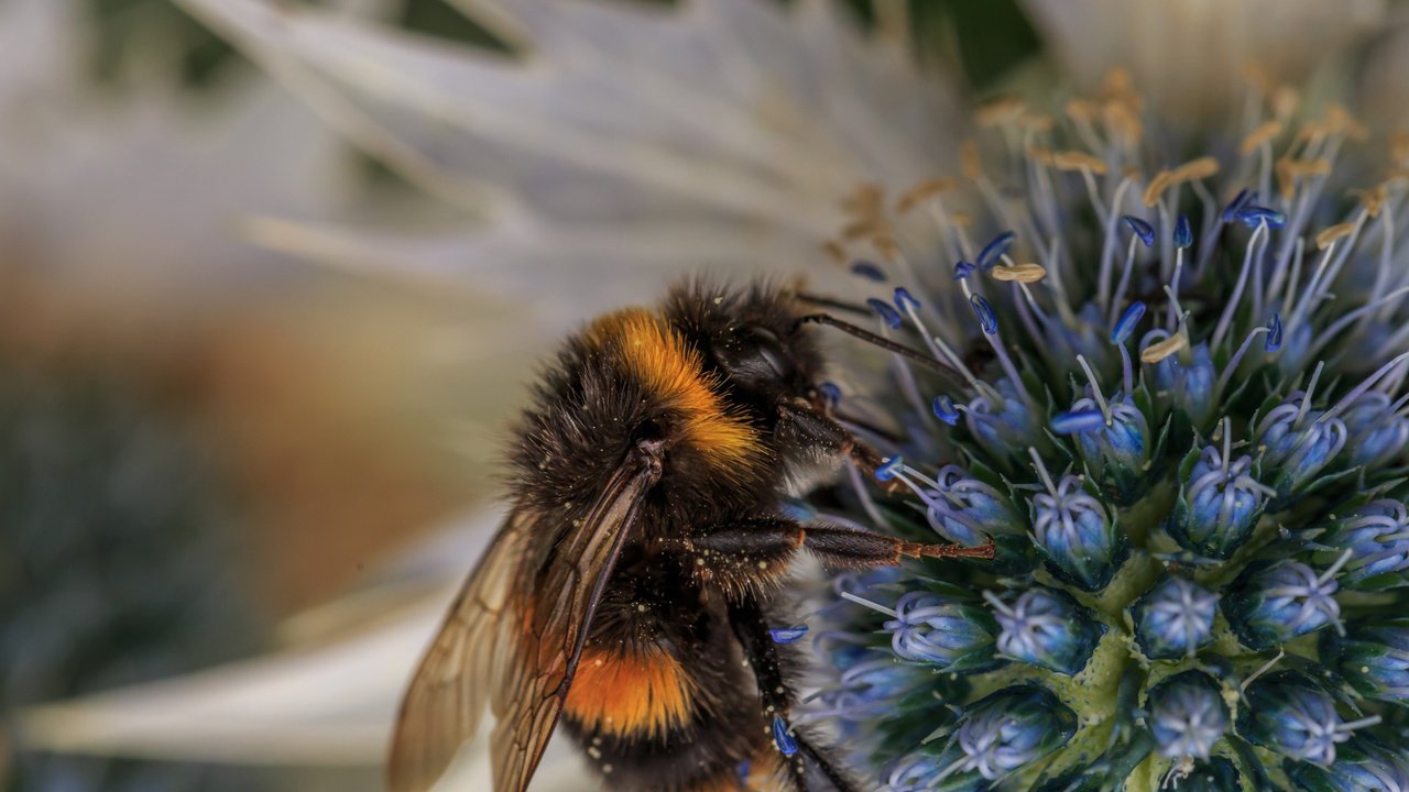 Обои макро, насекомое, фон, цветок, пчела, пыльца, шмель, опыление, macro, insect, background, flower, bee, pollen, bumblebee, pollination разрешение 1920x1080 Загрузить