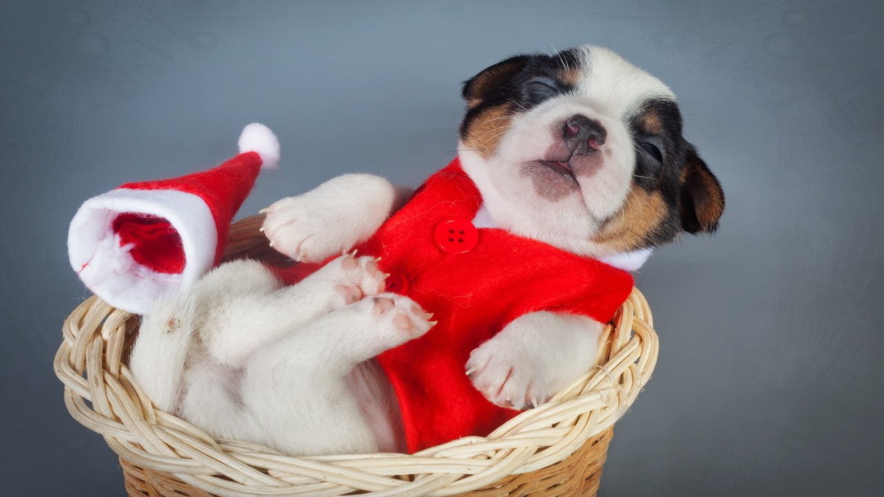 Обои щенок, корзина, костюм, новый, год, puppy, basket, costume, new, year разрешение 2560x1440 Загрузить