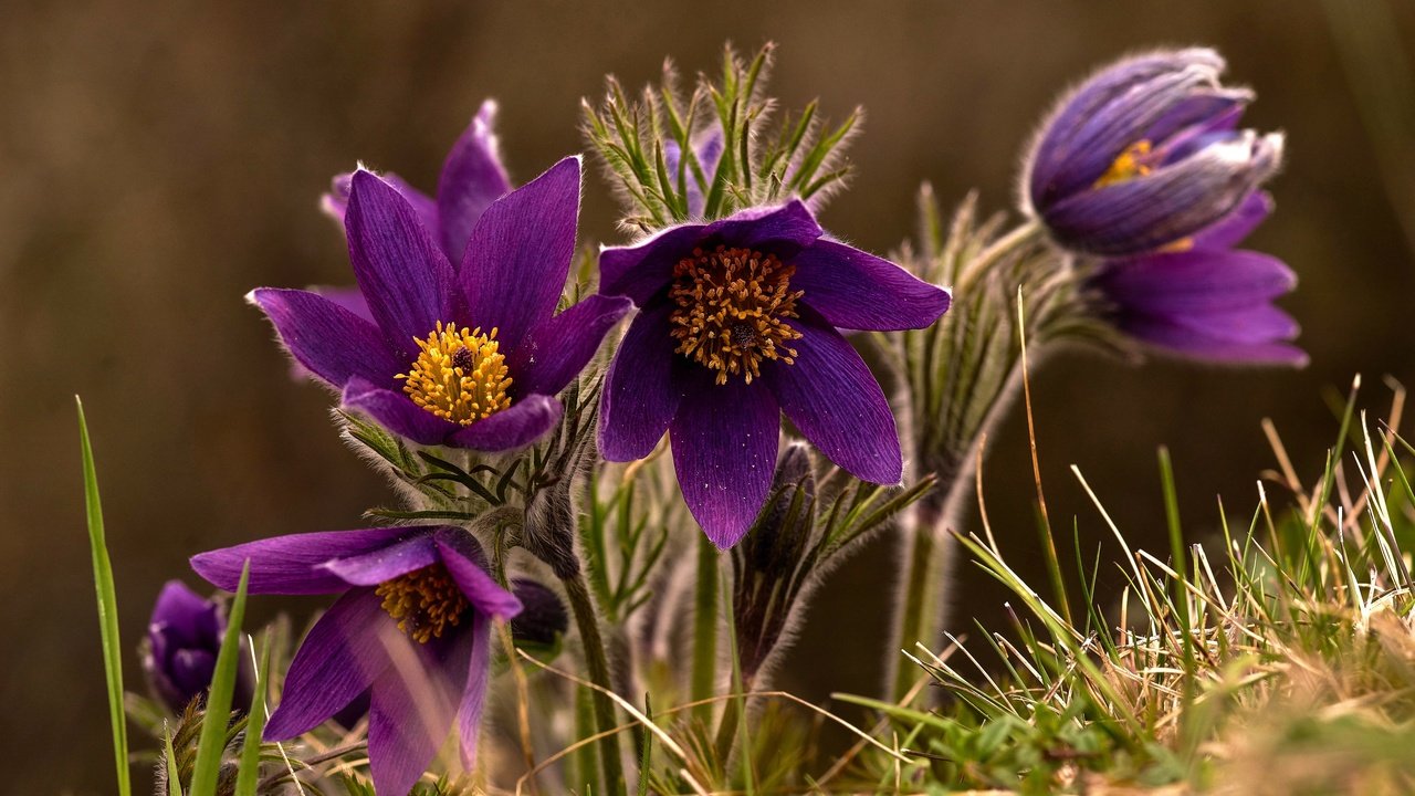 Обои макро, весна, сон-трава, macro, spring, sleep-grass разрешение 3360x2242 Загрузить