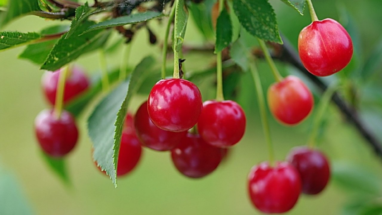 Обои лето, красная, сад, вишня, ягоды спелой вишни на кусту, алая вишня, summer, red, garden, cherry, berries ripe cherry on a bush, scarlet cherry разрешение 1920x1276 Загрузить