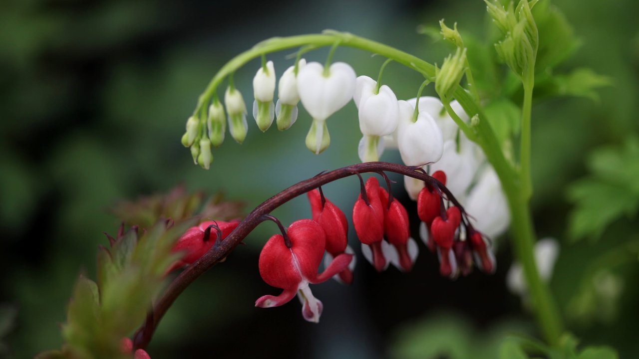 Обои цветы, макро, боке, разбитое сердце, дицентра великолепная, flowers, macro, bokeh, broken heart, the bleeding heart is gorgeous разрешение 2048x1175 Загрузить