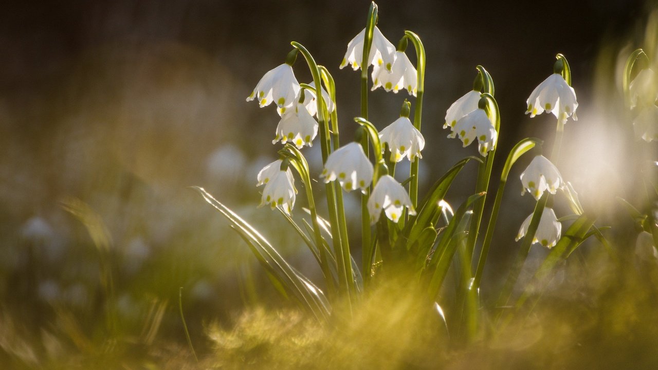 Обои макро, весна, боке, белоцветник, macro, spring, bokeh, snowflake разрешение 2048x1367 Загрузить