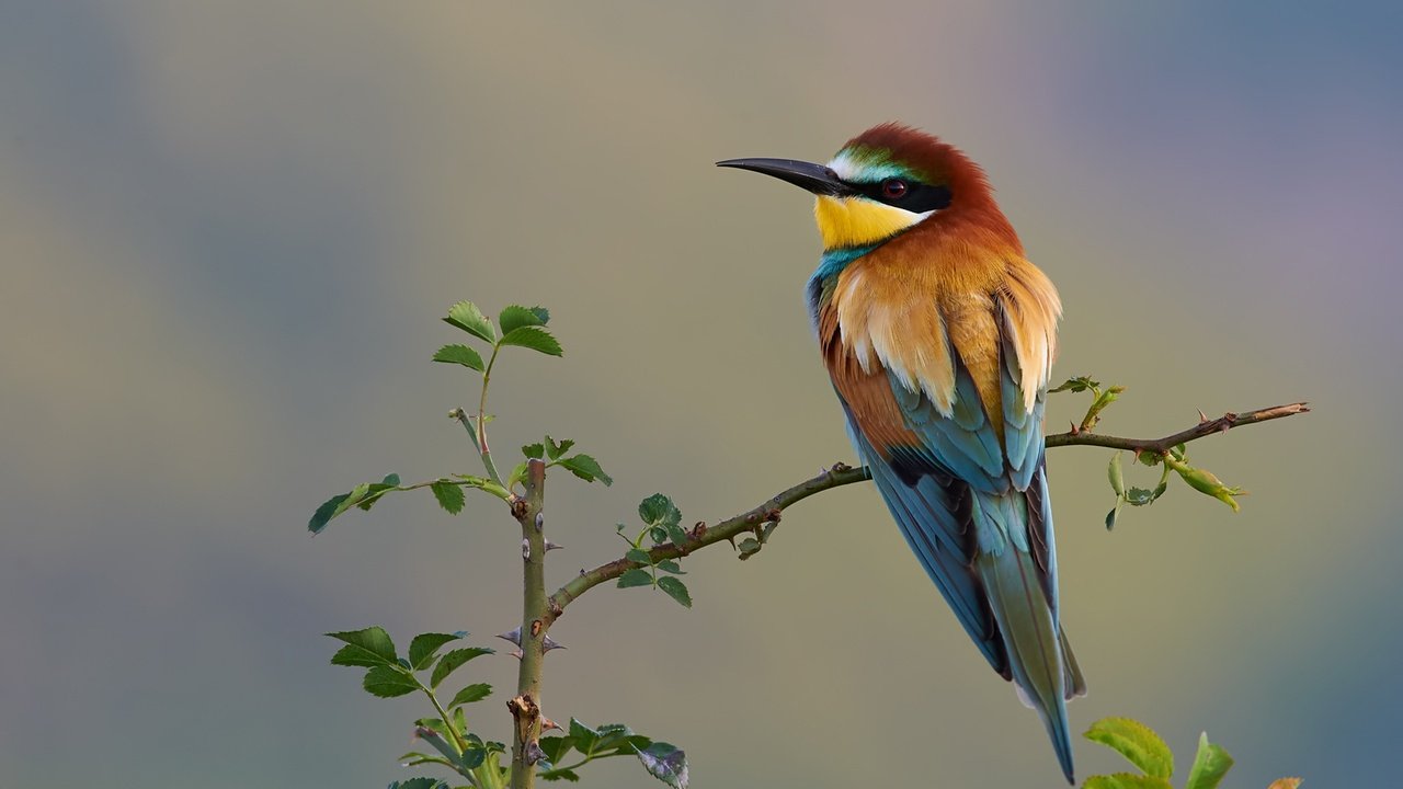 Обои природа, ветки, птица, золотистая щурка, nature, branches, bird, european bee-eater разрешение 2000x1334 Загрузить