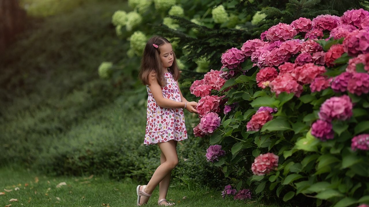 Обои цветы, природа, кусты, лето, девочка, гортензия, flowers, nature, the bushes, summer, girl, hydrangea разрешение 1920x1279 Загрузить