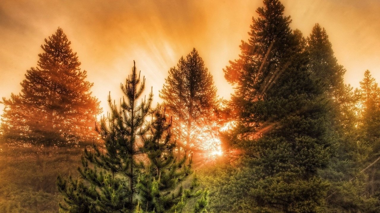 Обои деревья, лес, закат, лучи солнца, trees, forest, sunset, the rays of the sun разрешение 1920x1080 Загрузить