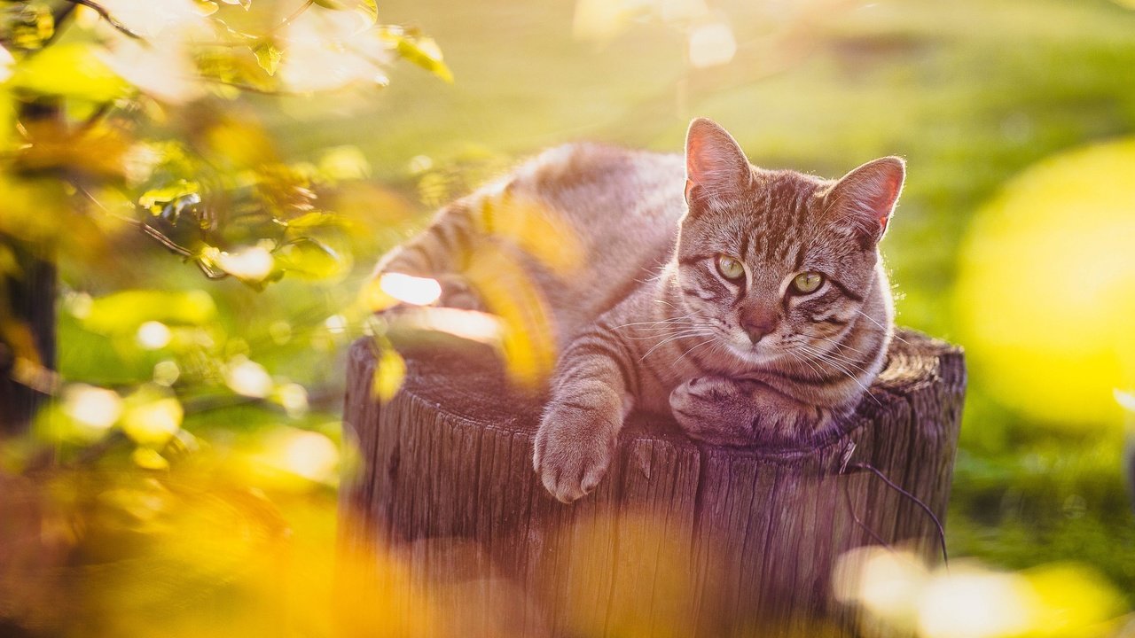 Обои кот, кошка, взгляд, пень, боке, cat, look, stump, bokeh разрешение 2048x1365 Загрузить