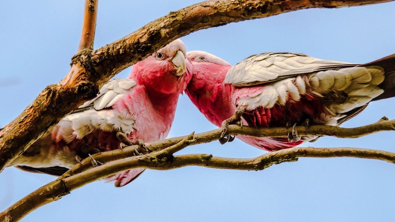 Обои птицы, клюв, попугаи, какаду, розовый какаду, birds, beak, parrots, cockatoo разрешение 1920x1080 Загрузить