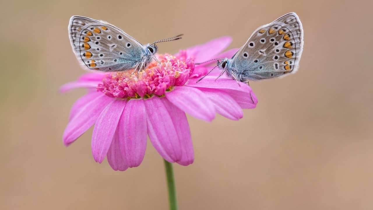 Обои цветок, парочка, бабочки, flower, a couple, butterfly разрешение 2048x1365 Загрузить