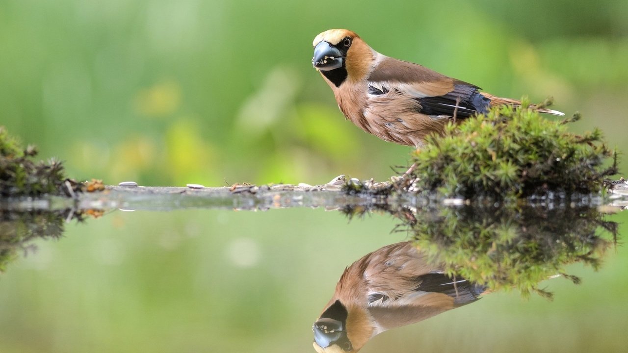 Обои вода, отражение, птица, клюв, мох, перья, дубонос, water, reflection, bird, beak, moss, feathers, grosbeak разрешение 1920x1280 Загрузить