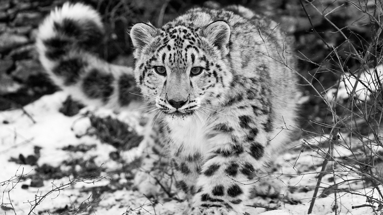 Обои снег, чёрно-белое, снежный барс, ирбис, snow, black and white, snow leopard, irbis разрешение 1920x1080 Загрузить