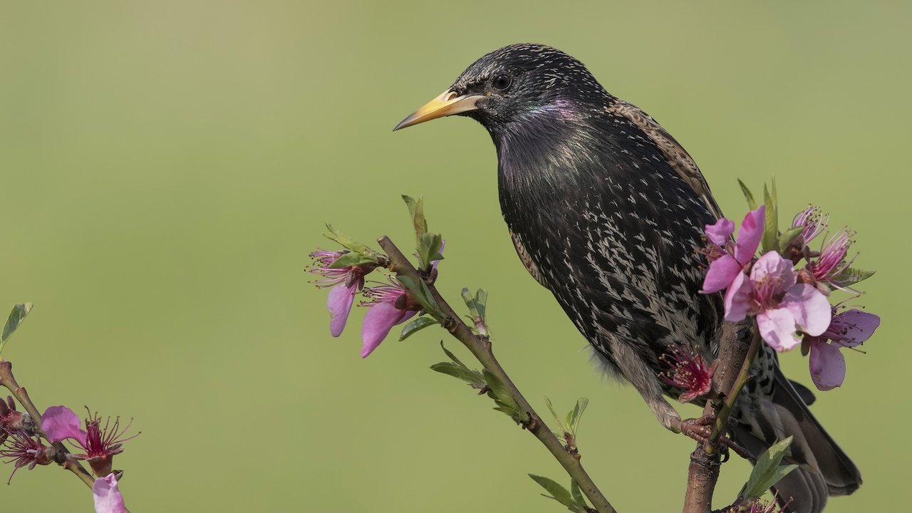 Обои цветы, ветка, птица, клюв, скворец, flowers, branch, bird, beak, starling разрешение 2400x1465 Загрузить