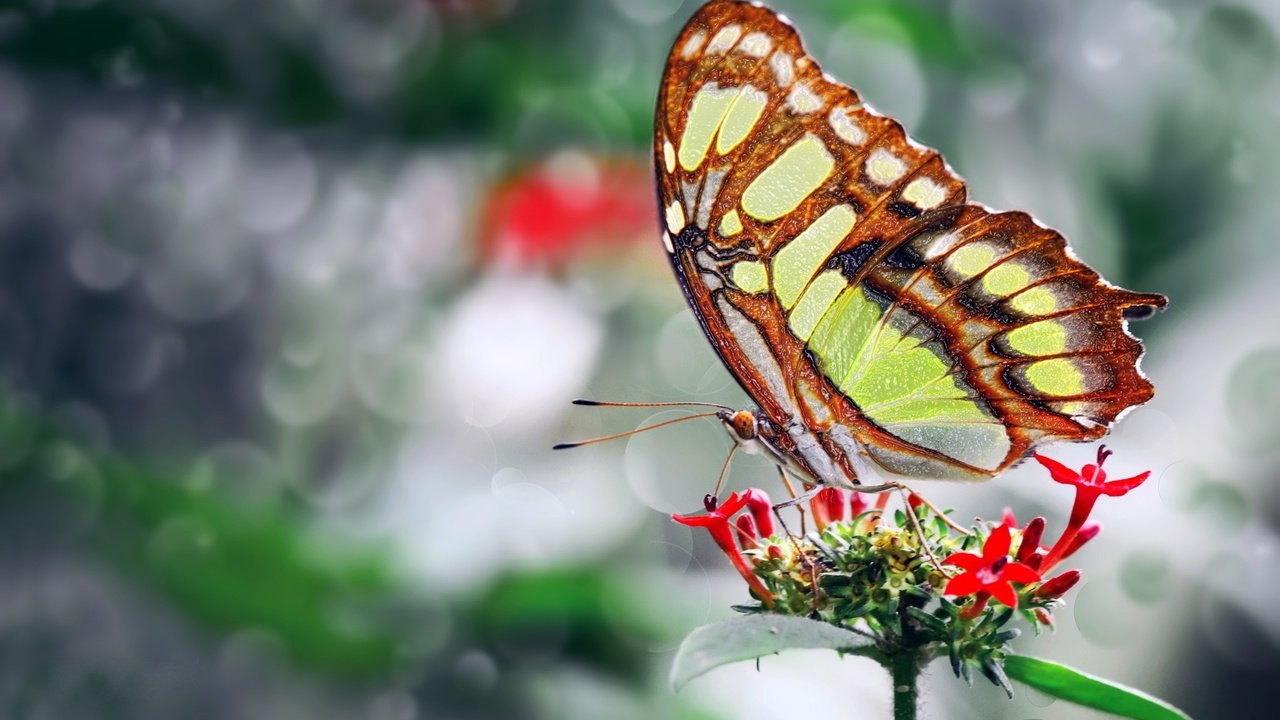 Обои фото, цветок, бабочка, крылья, красивая, ozturk mustafa, photo, flower, butterfly, wings, beautiful, mustafa ozturk разрешение 2048x1365 Загрузить