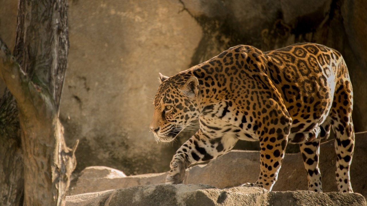Обои хищник, большая кошка, ягуар, predator, big cat, jaguar разрешение 1920x1080 Загрузить
