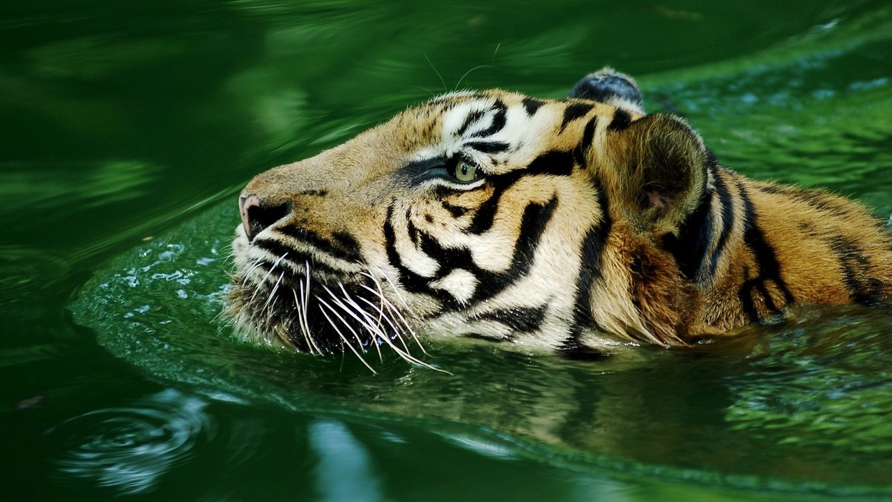 Обои тигр, вода, хищник, большая кошка, tiger, water, predator, big cat разрешение 1920x1080 Загрузить