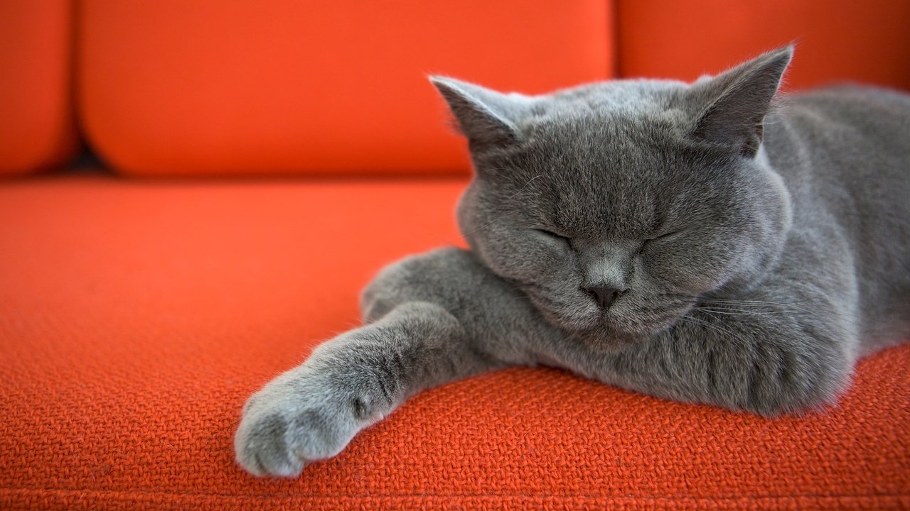 Обои кот, кошка, спит, диван, лапки, котик, британская короткошерстная, cat, sleeping, sofa, legs, british shorthair разрешение 1920x1080 Загрузить