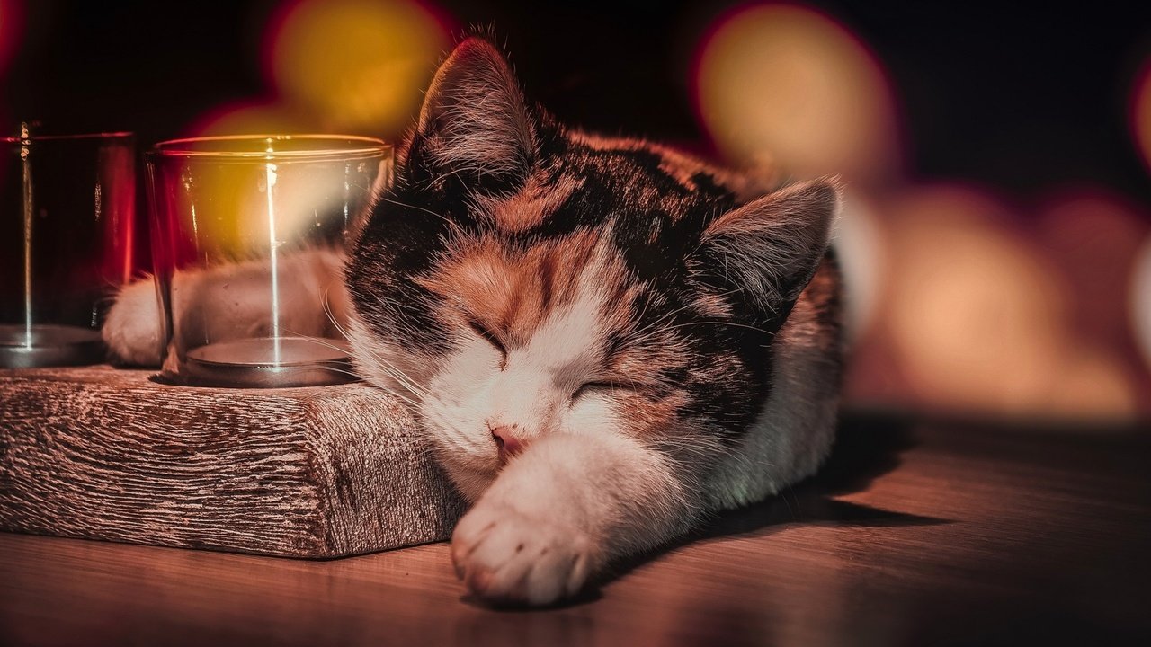 Обои кот, кошка, сон, животное, стаканы, боке, cat, sleep, animal, glasses, bokeh разрешение 2560x1600 Загрузить