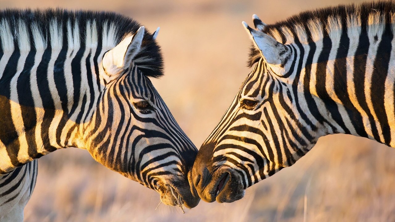 Обои зебра, африка, зебры, zebra, africa разрешение 1920x1080 Загрузить