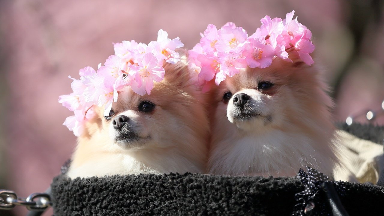 Обои сакура, милые, шпиц, венки, sakura, cute, spitz, wreaths разрешение 2560x1440 Загрузить