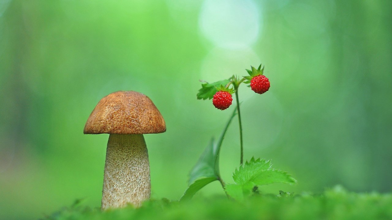 Обои природа, макро, размытость, гриб, земляника, nature, macro, blur, mushroom, strawberries разрешение 2048x1358 Загрузить