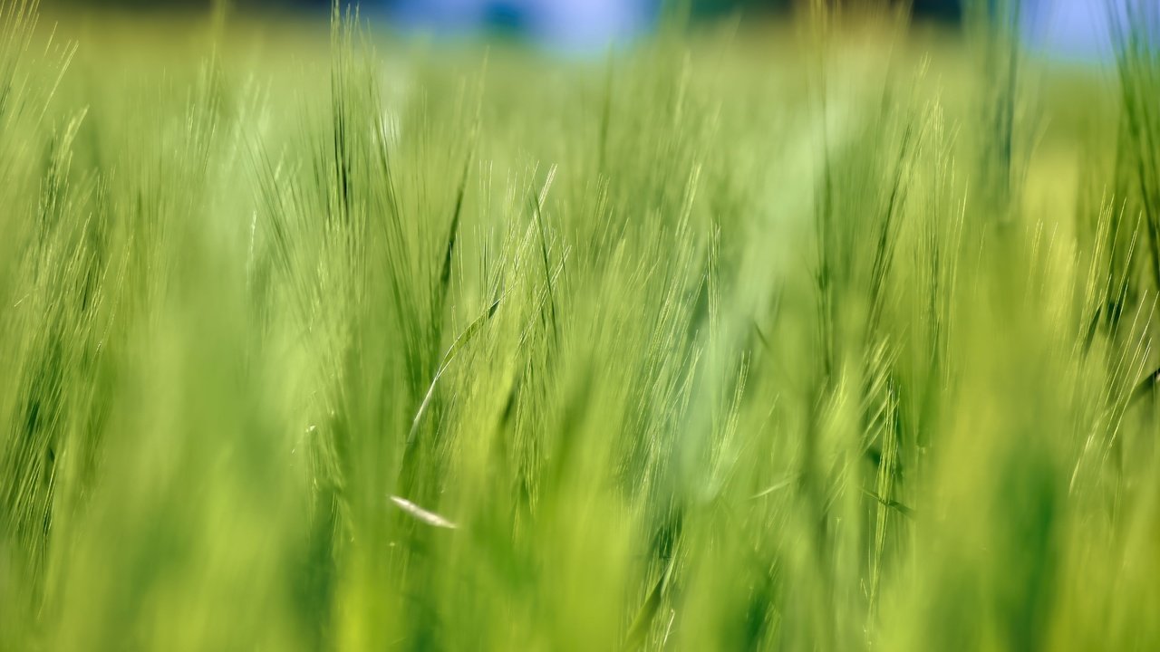 Обои природа, лето, размытость, колосья, пшеница, nature, summer, blur, ears, wheat разрешение 5184x3456 Загрузить