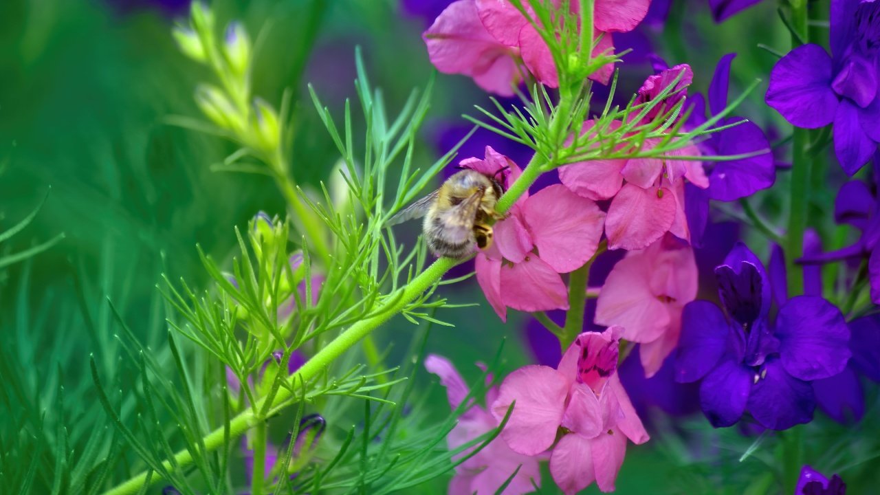 Обои насекомое, цветок, стебель, пчела, дельфиниум, insect, flower, stem, bee, delphinium разрешение 5184x3456 Загрузить