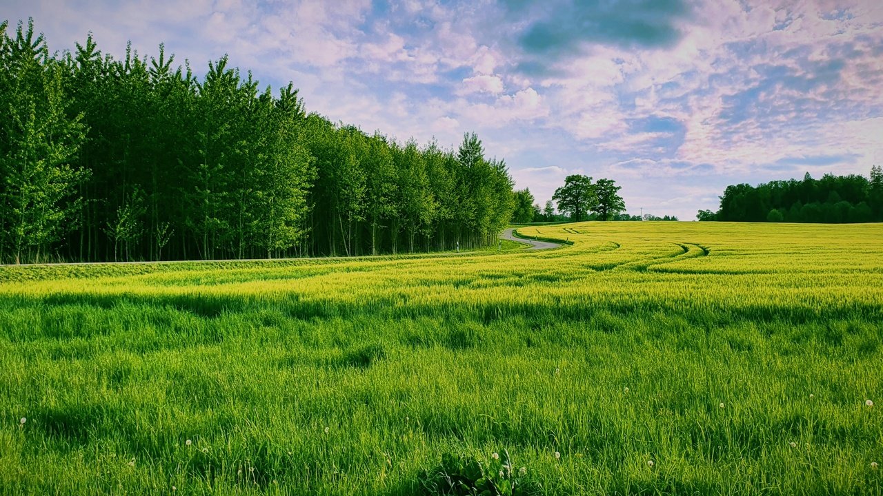 Обои трава, природа, лес, поле, grass, nature, forest, field разрешение 3840x2160 Загрузить