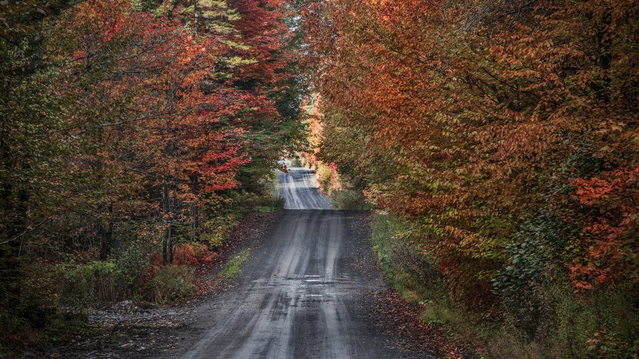 Обои дорога, деревья, природа, лес, осень, road, trees, nature, forest, autumn разрешение 3840x2160 Загрузить