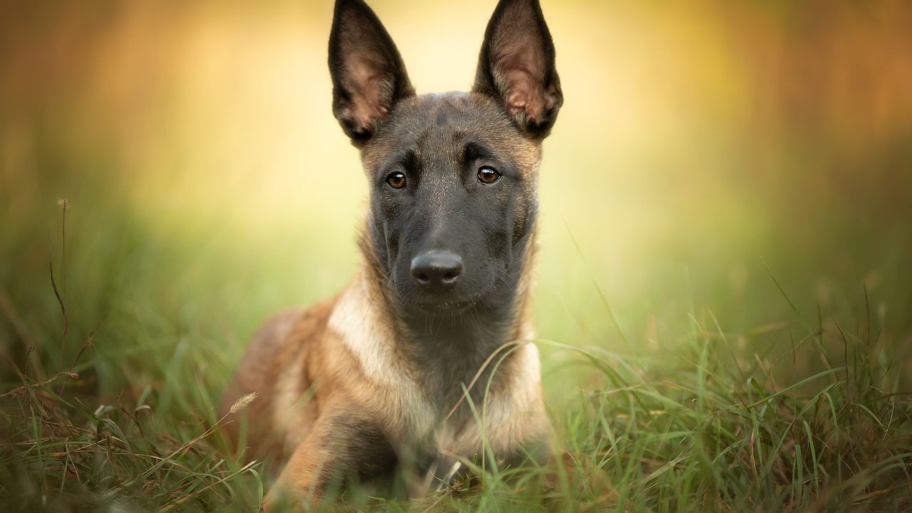 Обои трава, собака, щенок, друг, малинуа, бельгийская овчарка, grass, dog, puppy, each, malinois, belgian shepherd разрешение 2048x1366 Загрузить