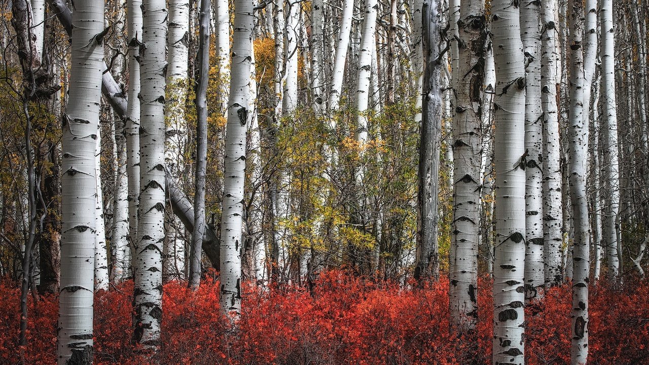 Обои березы, осень, роща, birch, autumn, grove разрешение 2000x1300 Загрузить