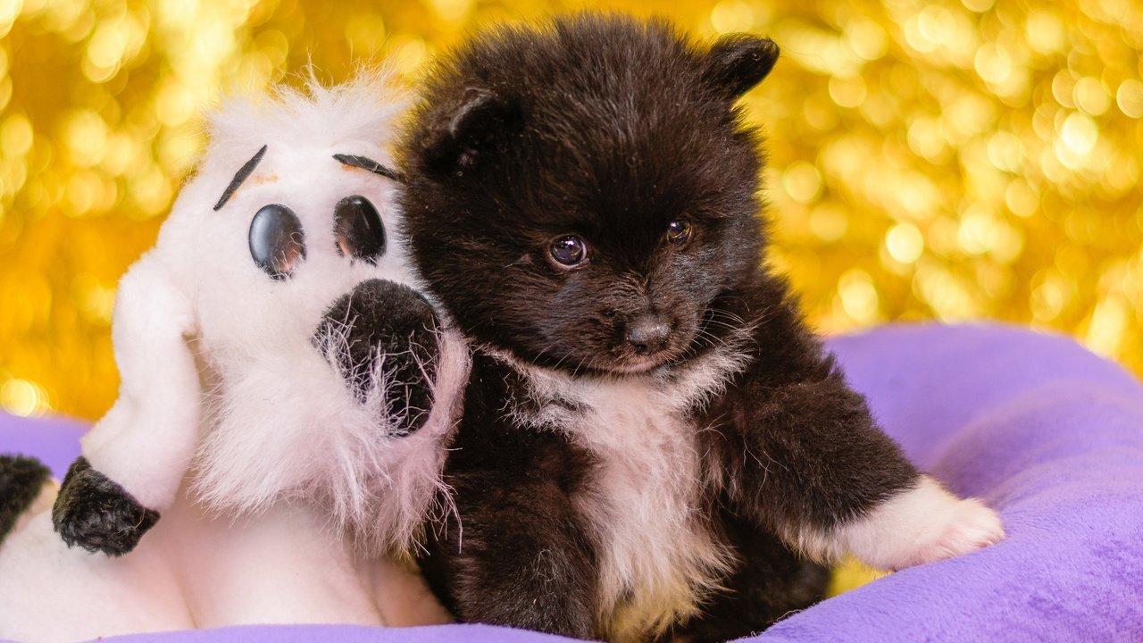 Обои черный, собака, игрушка, щенок, парочка, малыш, шпиц, black, dog, toy, puppy, a couple, baby, spitz разрешение 2560x1707 Загрузить