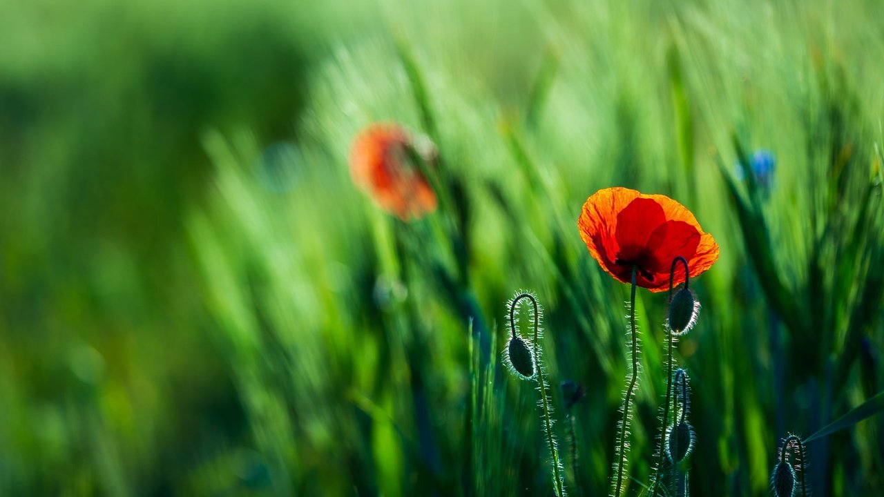 Обои цветы, красные, маки, колосья, рожь, боке, flowers, red, maki, ears, rye, bokeh разрешение 2000x1333 Загрузить