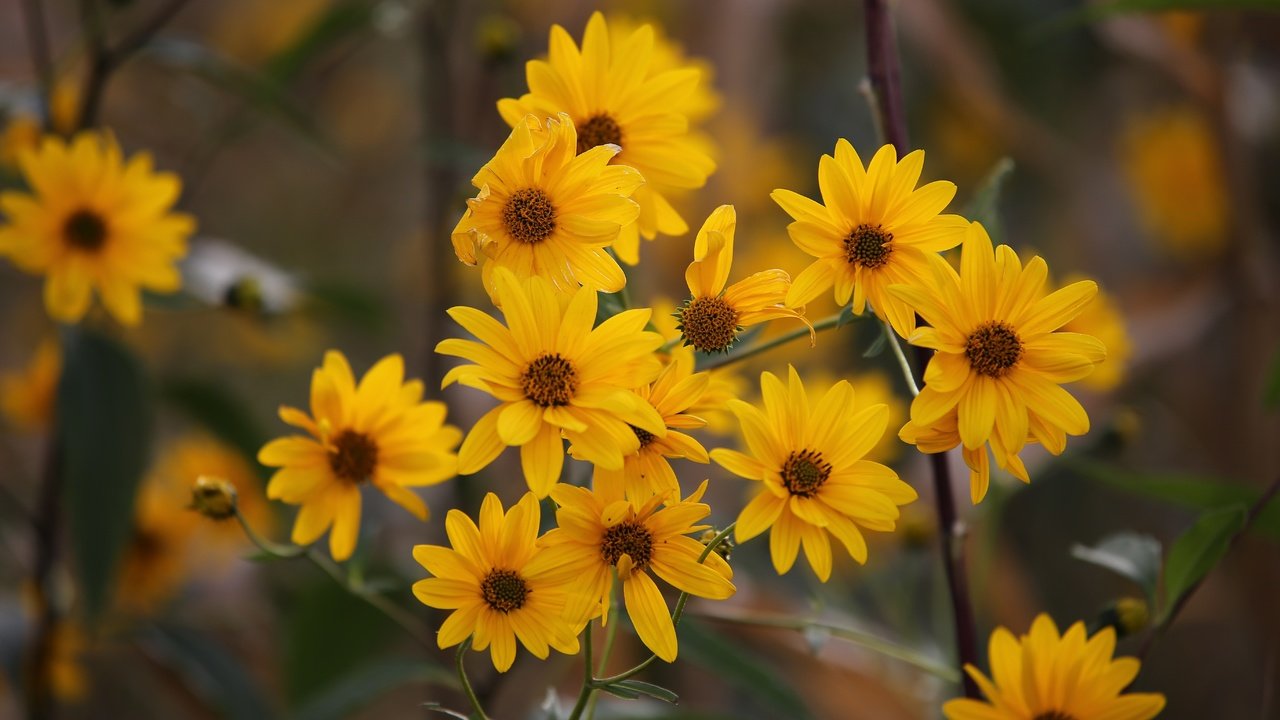 Обои цветы, куст, желтые, боке, flowers, bush, yellow, bokeh разрешение 5472x3648 Загрузить