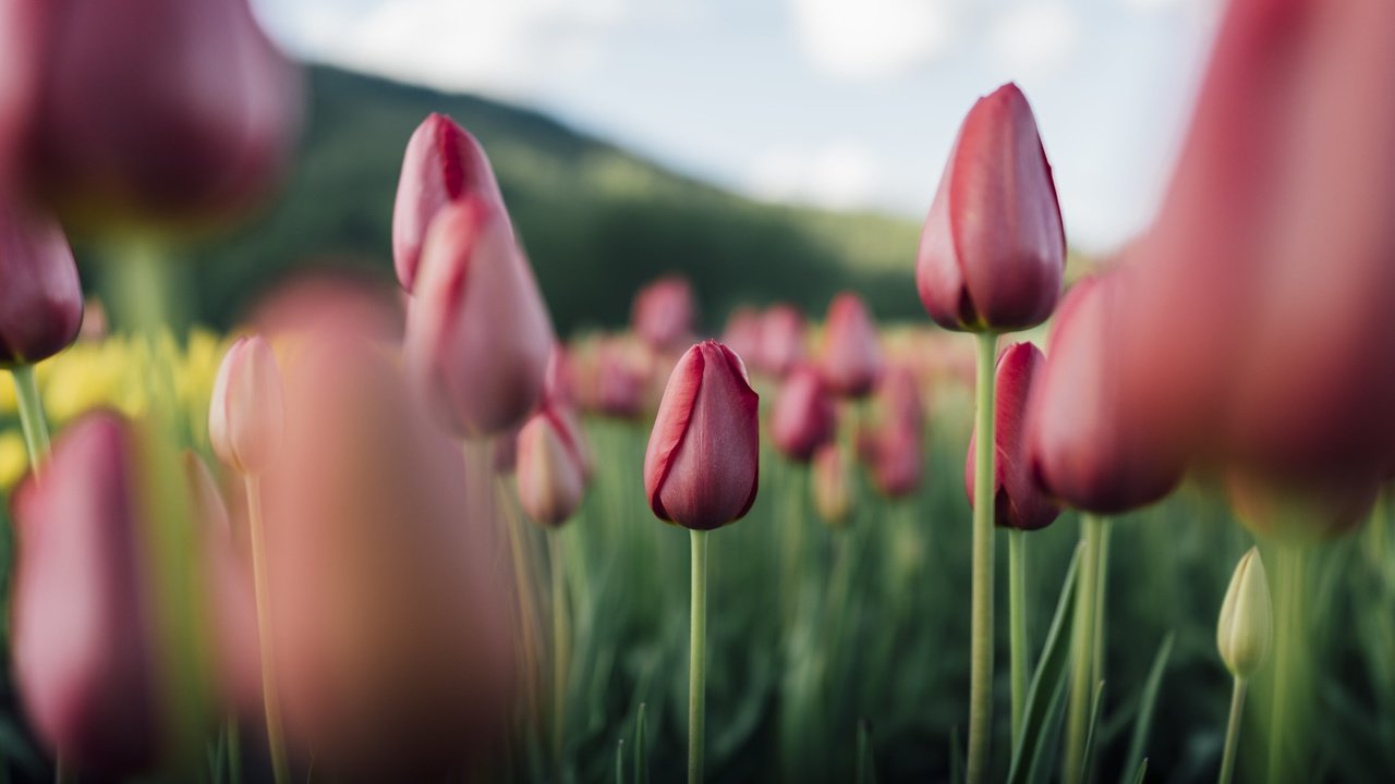 Обои цветы, природа, тюльпаны, flowers, nature, tulips разрешение 2048x1366 Загрузить