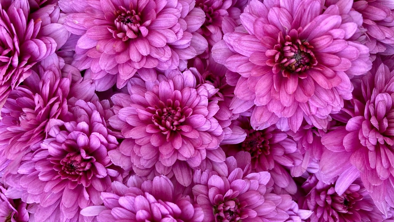 Обои цветы, розовые, много, хризантемы, flowers, pink, a lot, chrysanthemum разрешение 2880x2160 Загрузить
