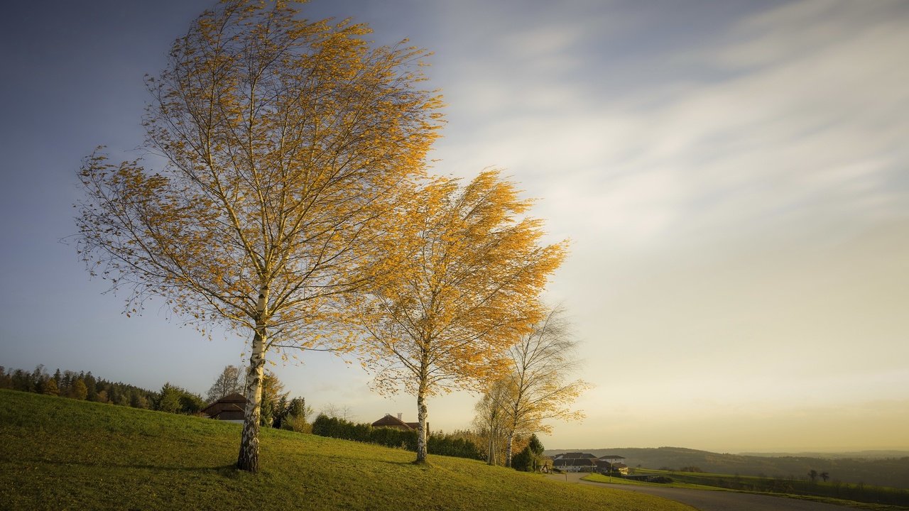 Обои деревья, березы, осень, trees, birch, autumn разрешение 3051x1704 Загрузить