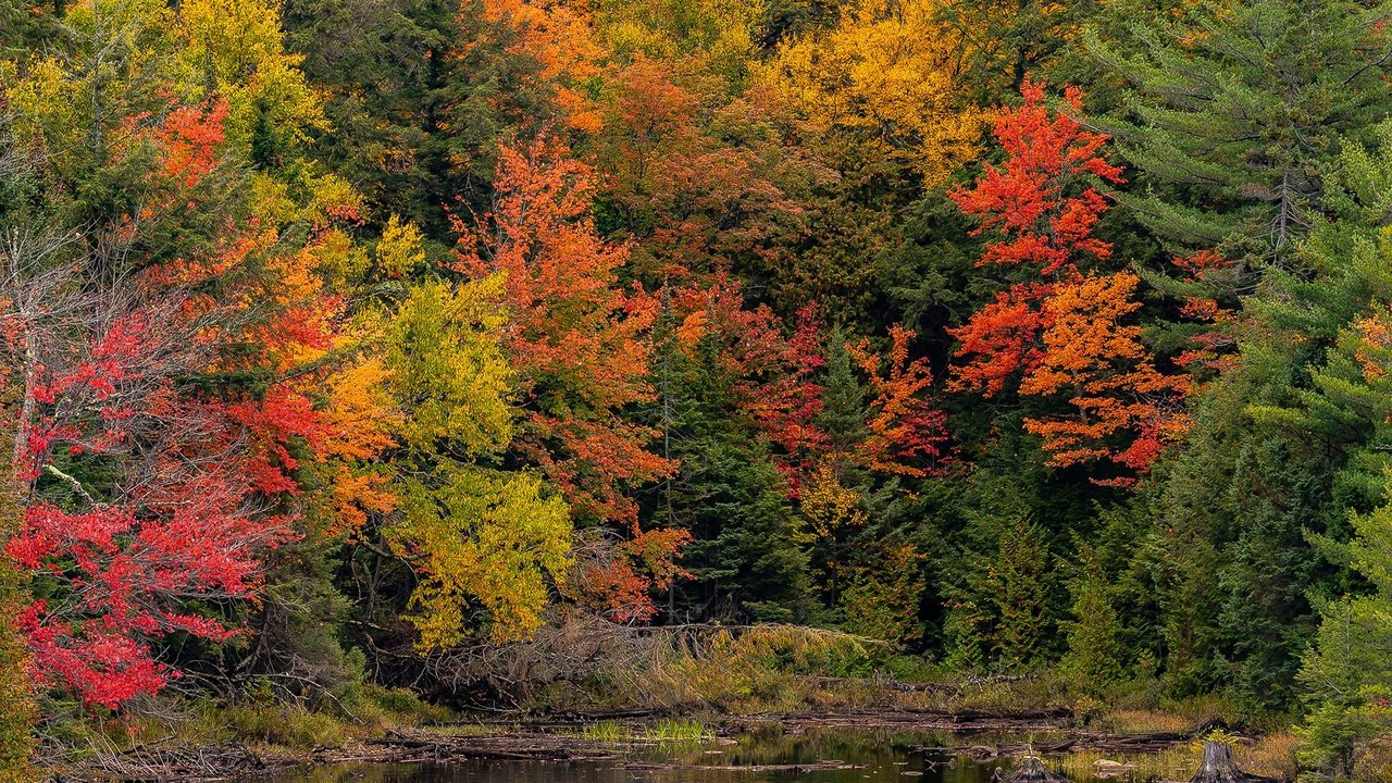 Обои деревья, лес, парк, осень, пруд, канада, онтарио, algonquin, algonquin park, trees, forest, park, autumn, pond, canada, ontario разрешение 2048x1365 Загрузить