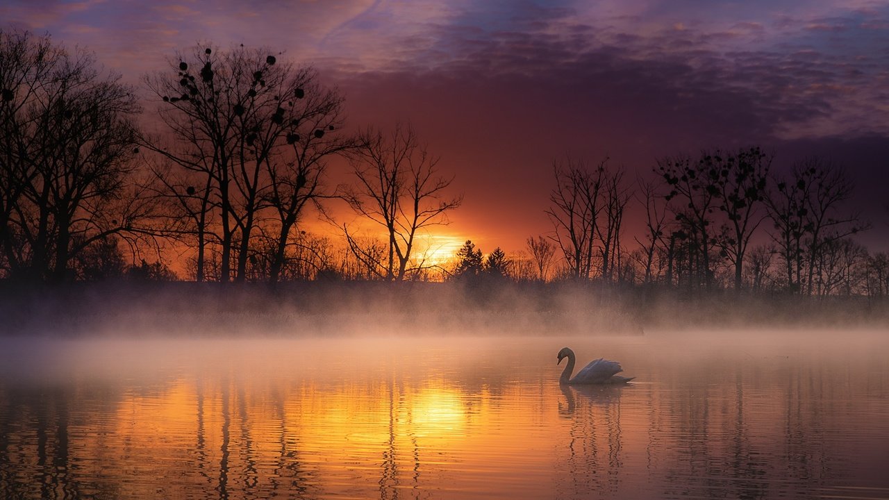 Обои деревья, озеро, природа, закат, пейзаж, туман, птица, лебедь, trees, lake, nature, sunset, landscape, fog, bird, swan разрешение 2200x1383 Загрузить