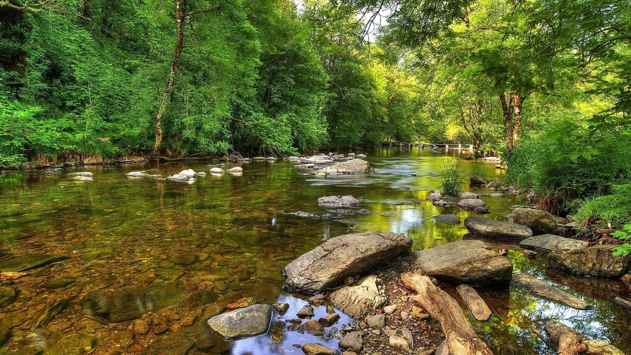 Обои деревья, река, природа, лес, trees, river, nature, forest разрешение 1920x1080 Загрузить