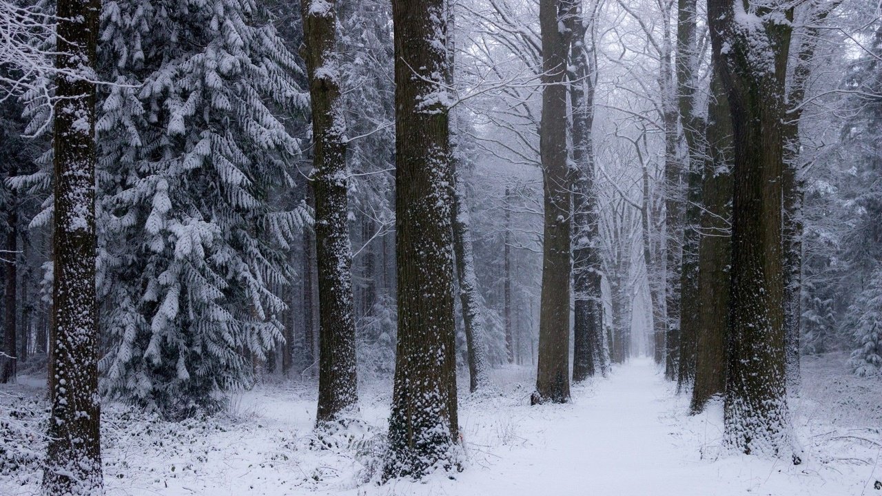 Обои деревья, снег, природа, лес, зима, нидерланды, trees, snow, nature, forest, winter, netherlands разрешение 2048x1365 Загрузить