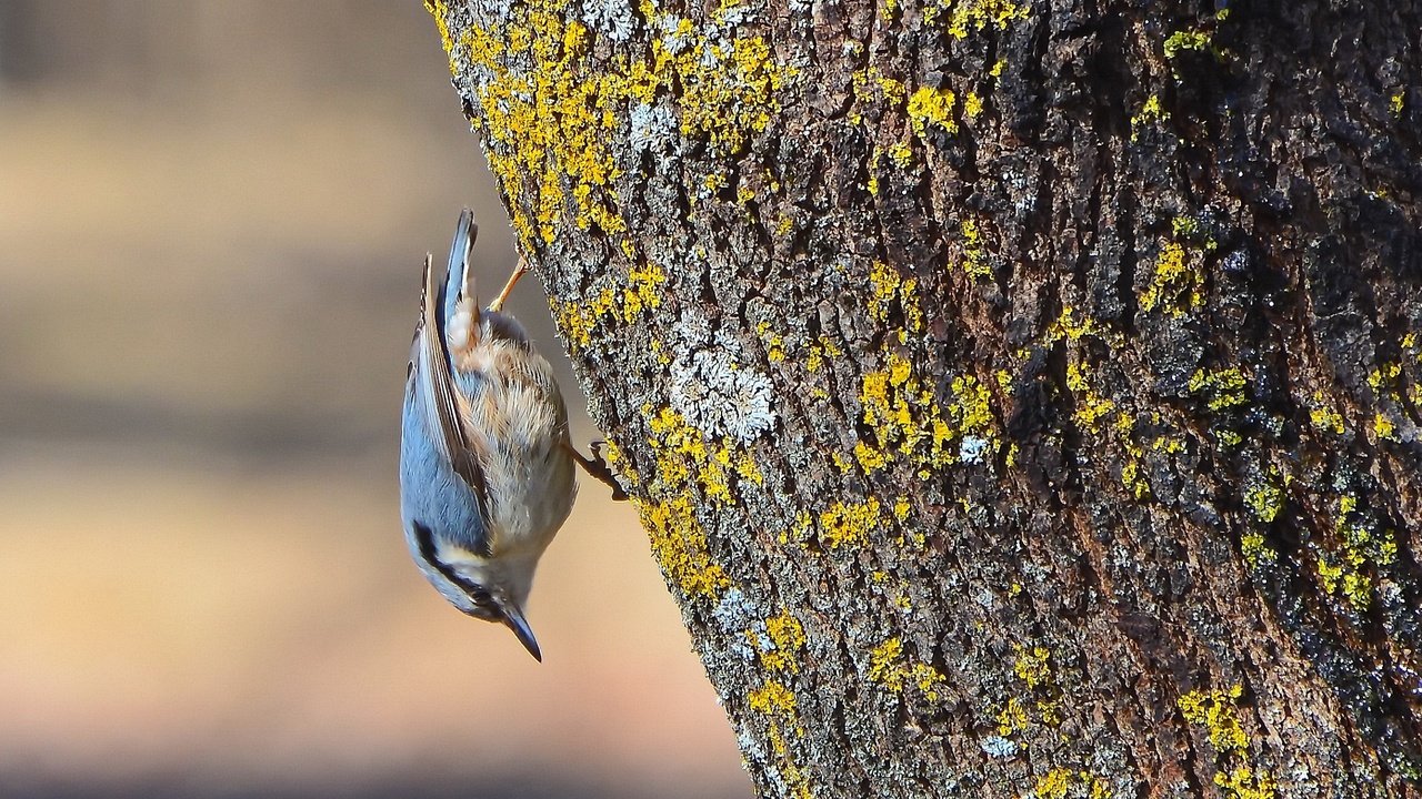 Обои дерево, птица, весна, поползень-крошка, tree, bird, spring, nuthatch-baby разрешение 2339x1563 Загрузить