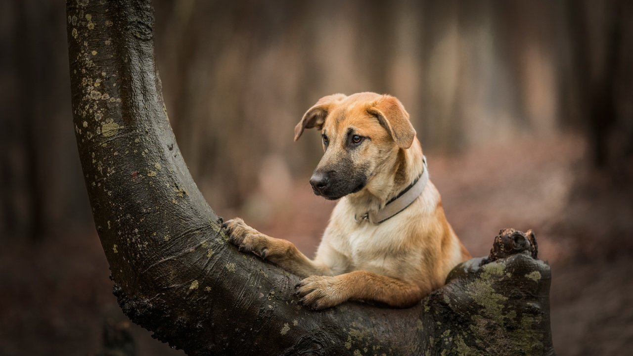 Обои дерево, собака, боке, tree, dog, bokeh разрешение 6162x4108 Загрузить