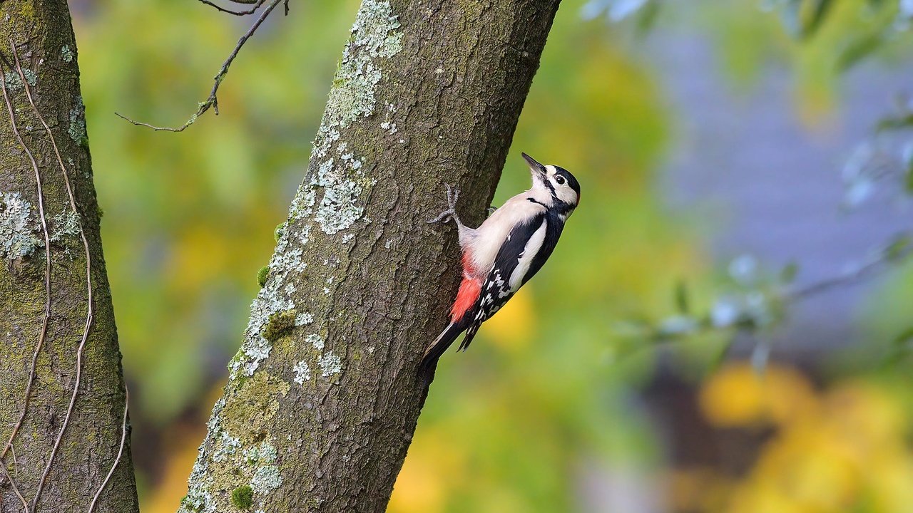 Обои дерево, ветки, птица, дятел, tree, branches, bird, woodpecker разрешение 2000x1330 Загрузить