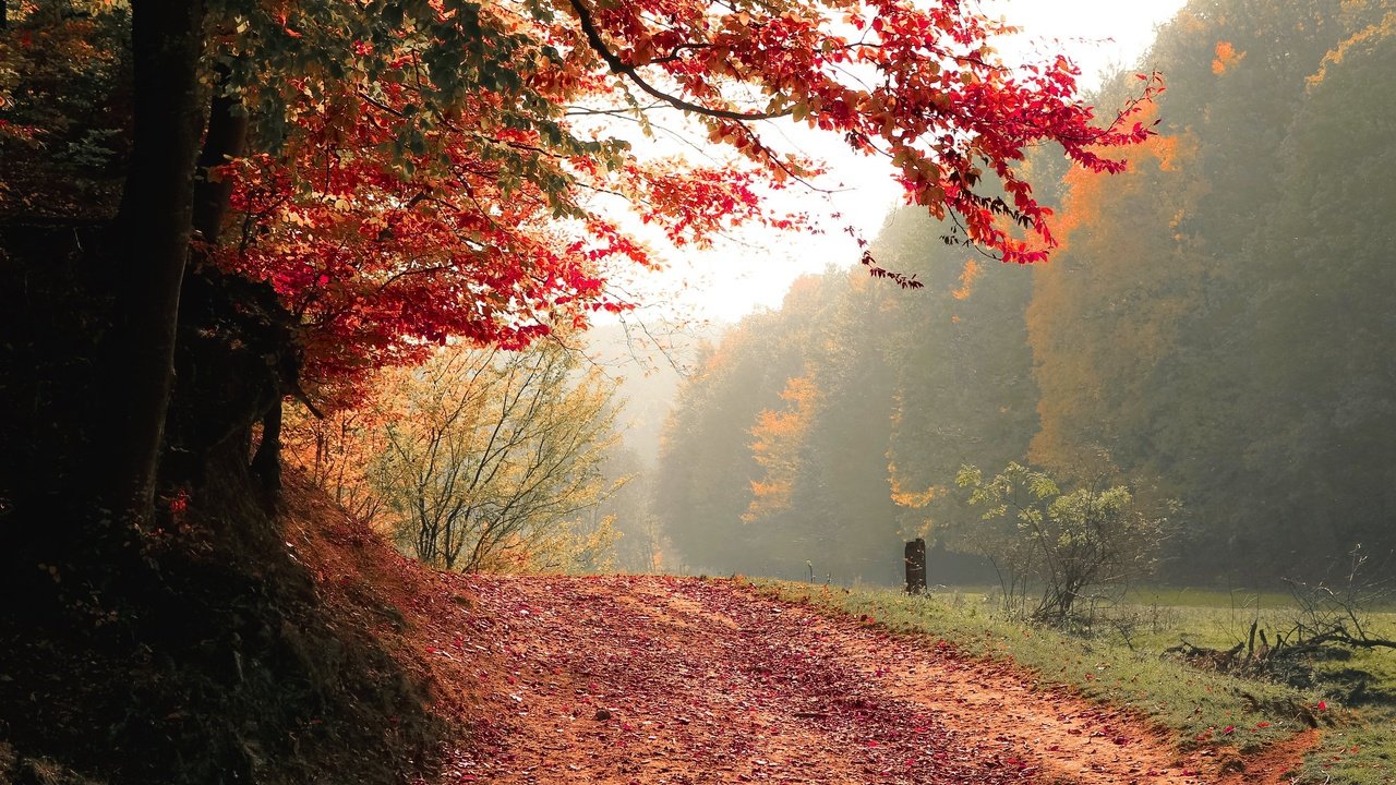 Обои дорога, деревья, природа, лес, туман, осень, road, trees, nature, forest, fog, autumn разрешение 3118x1944 Загрузить