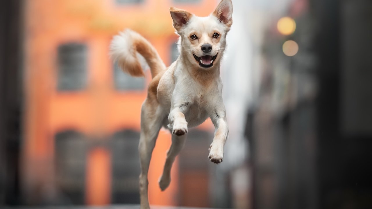 Обои город, собака, улица, the city, dog, street разрешение 2048x1365 Загрузить