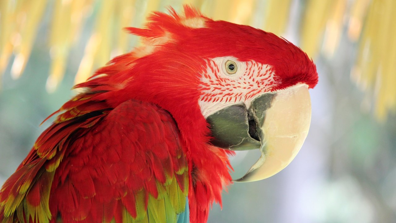 Обои красный, птица, попугай, ара, red, bird, parrot, ara разрешение 5184x3456 Загрузить