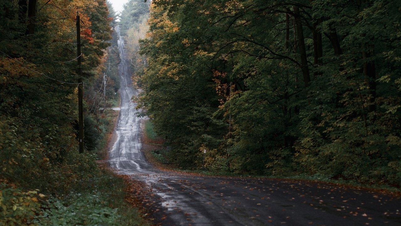 Обои лес, осень, forest, autumn разрешение 3840x2160 Загрузить