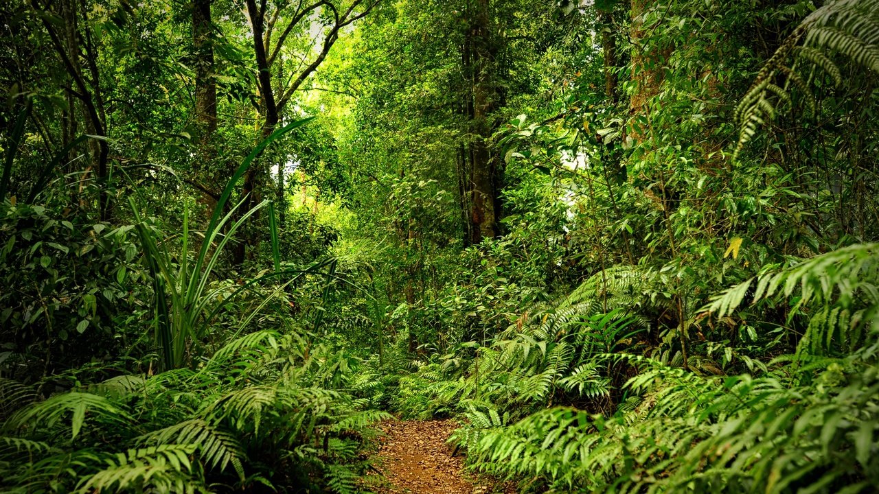 Обои лес, тропинка, дождь, forest, path, rain разрешение 2880x1800 Загрузить